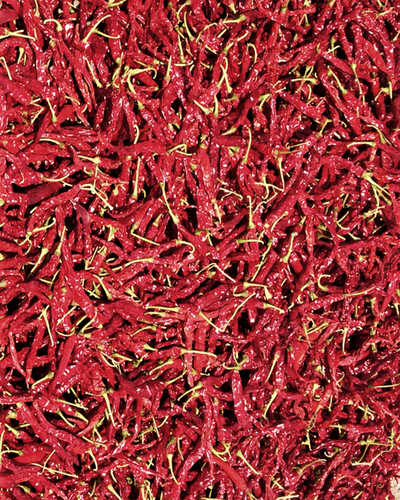 Syngenta 5531 dry red chilli