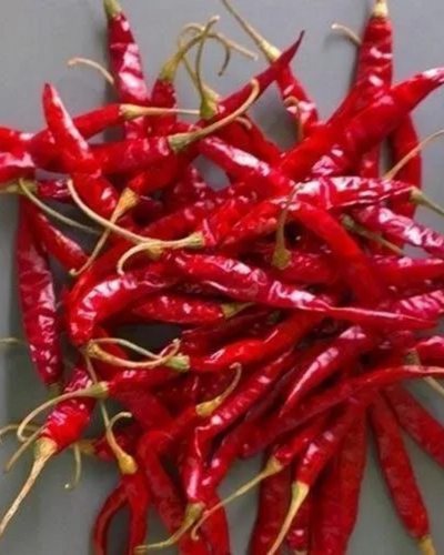 Teja/S17 dry red chilli