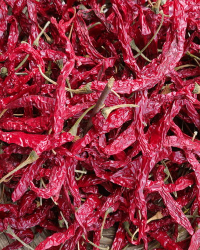 Syngenta 5531 dry red chilli