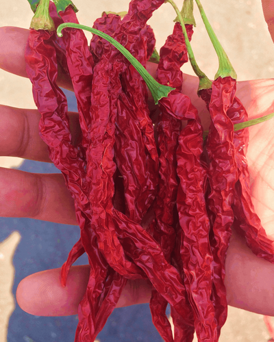 Syngenta 5531 dry red chilli